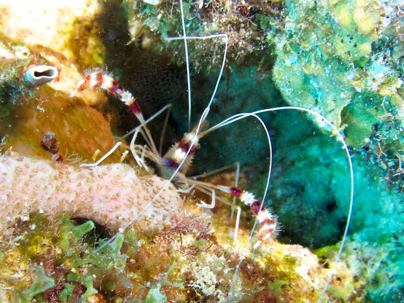 Banded Coral Shrimp IMG_6989.jpg